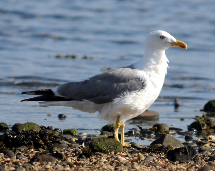 Yellow-legged Gull
