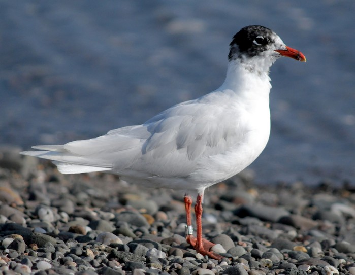 Mediterranean Gull