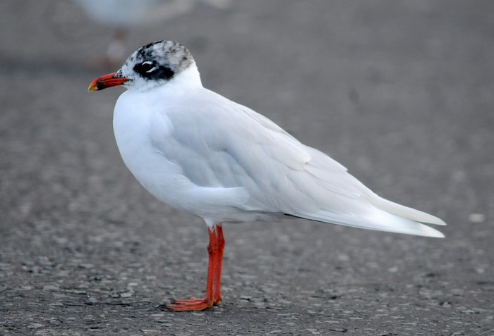 Mediterranean Gull