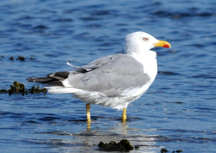 Yellow-legged Gull