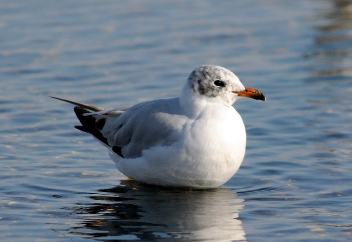 Mediterranean Gull