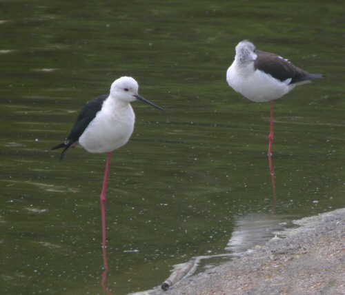 Black-winged Stilt