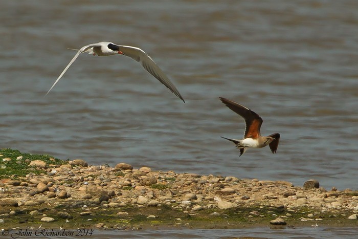 Collared Pratincole