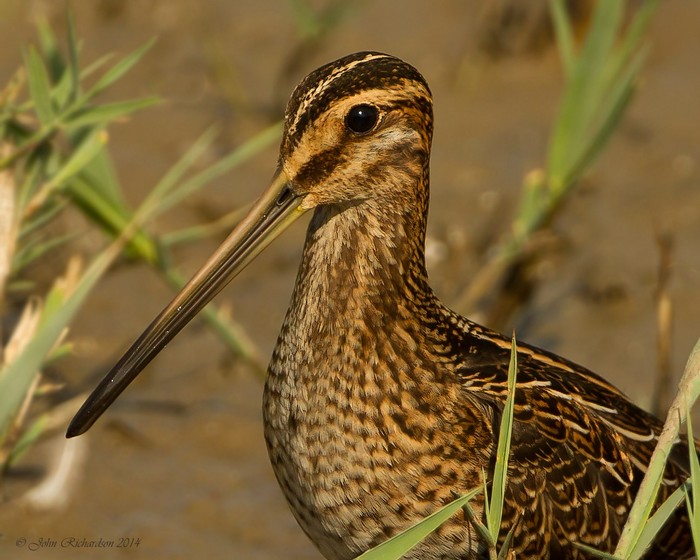 Snipe