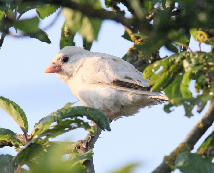 House Sparrow