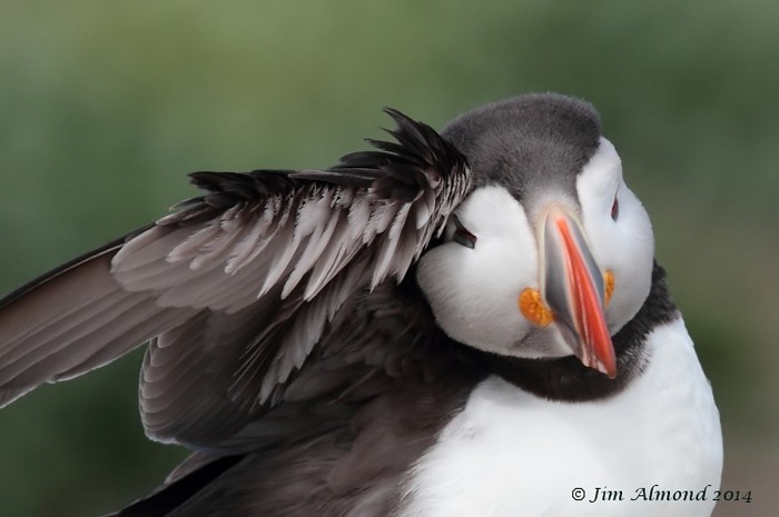 puffin