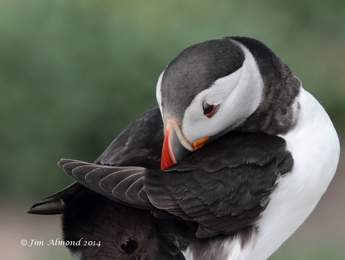 Puffin