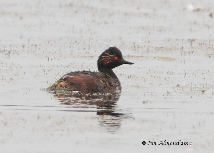 Black-necked Grebe