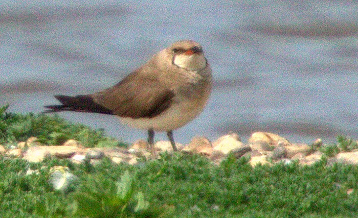 Collared Pratincole