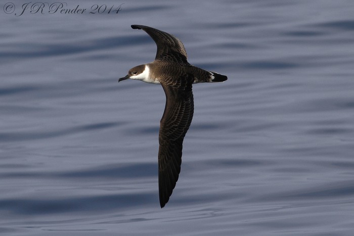 Great Shearwater
