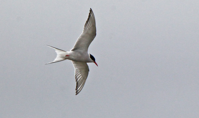 Arctic Tern