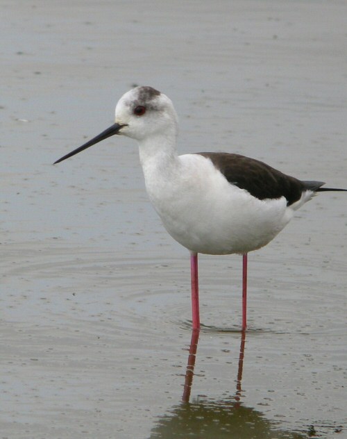 Black-winged Stilt