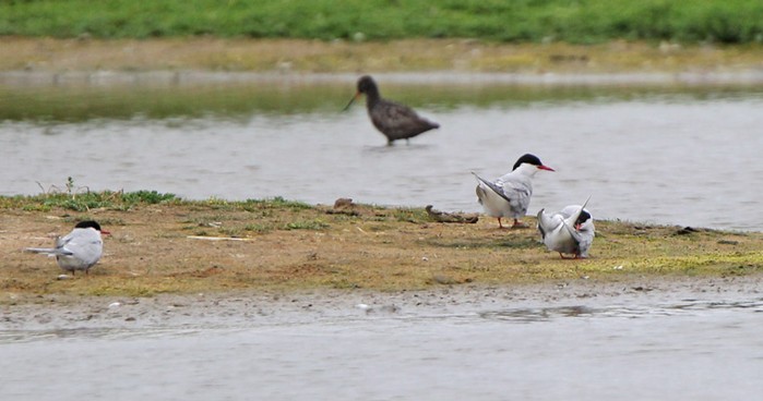 Arctic Tern