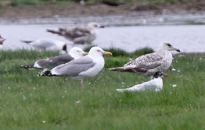 Caspian Gull
