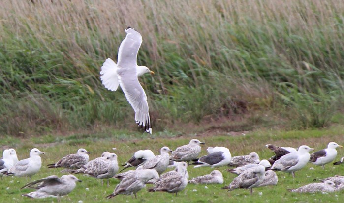 Caspian Gull