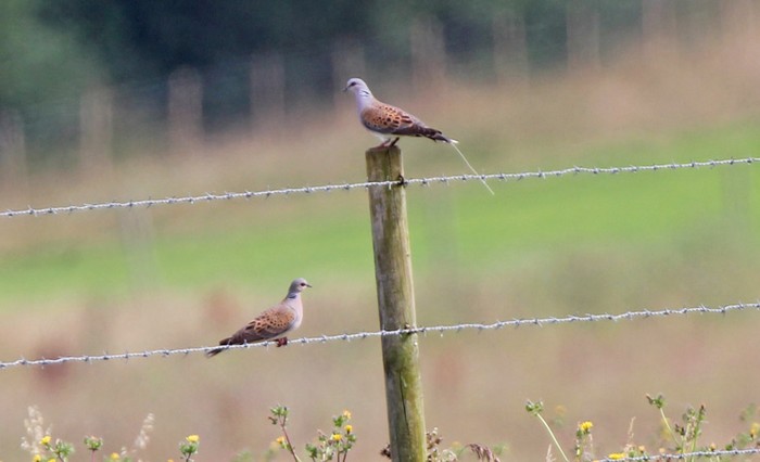 Turtle Dove