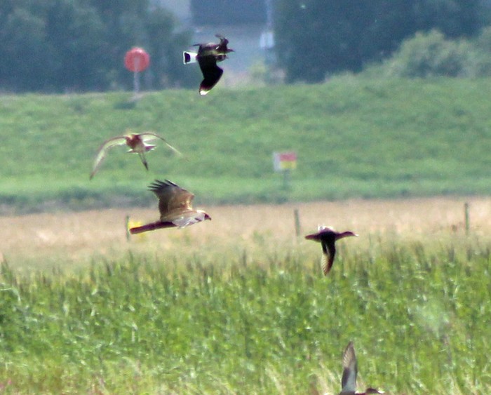 Marsh Harrier