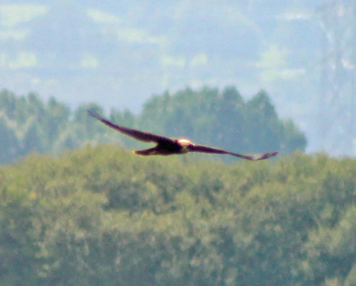 Marsh Harrier