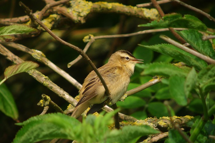 Sedge Warbler