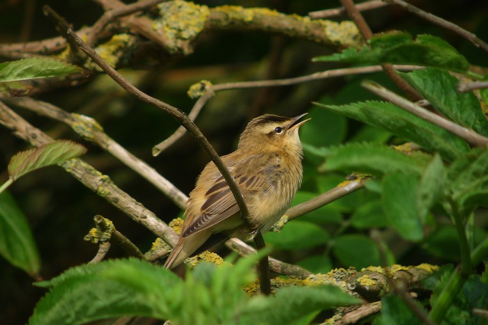 Sedge Warbler