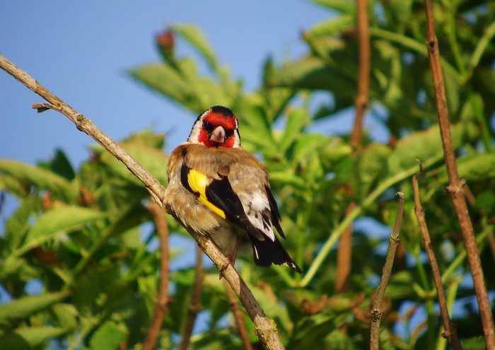 Goldfinch