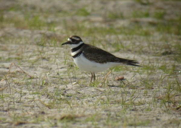 Killdeer