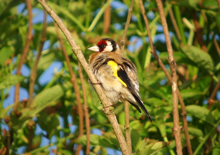 Goldfinch