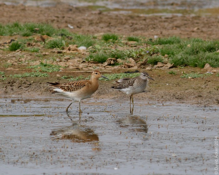 Wood Sandpiper