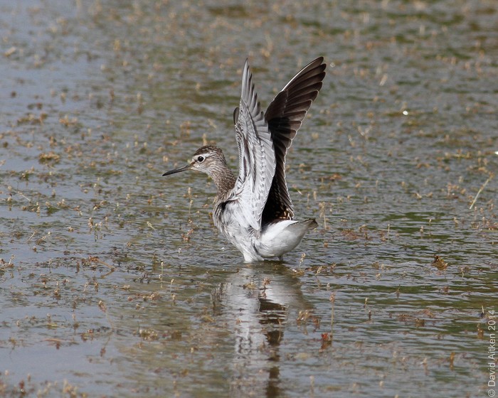 Wood Sandpiper