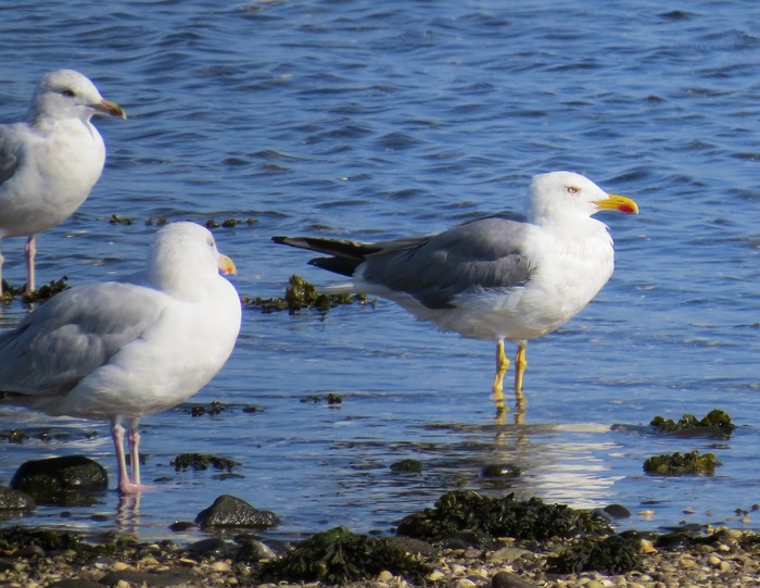 Yellow-legged Gull