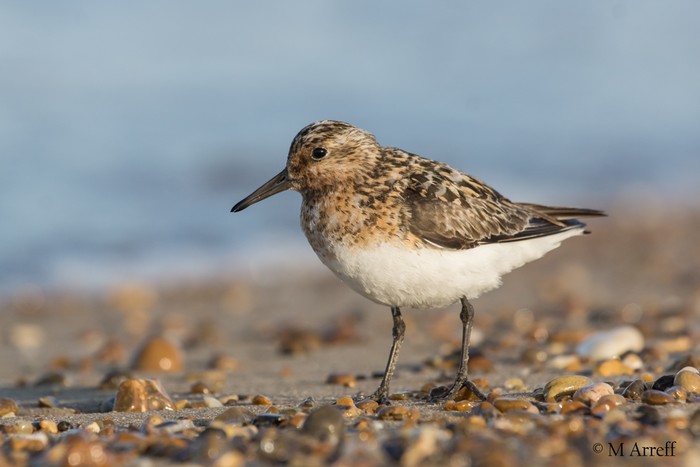 Sanderling
