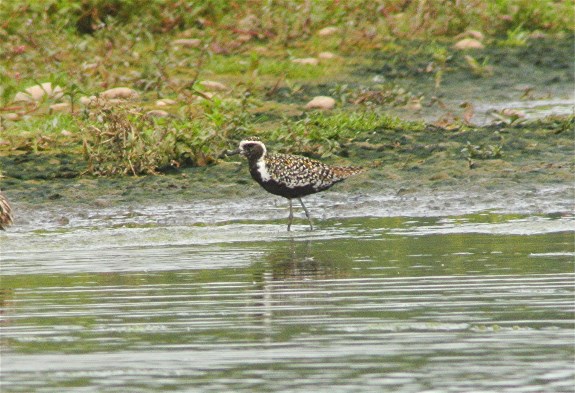 Pacific Golden Plover