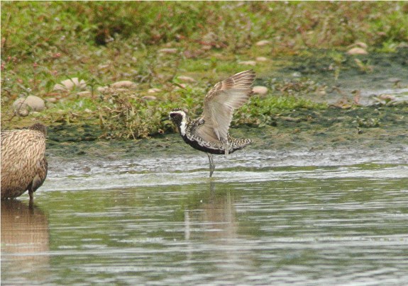 Pacific Golden Plover