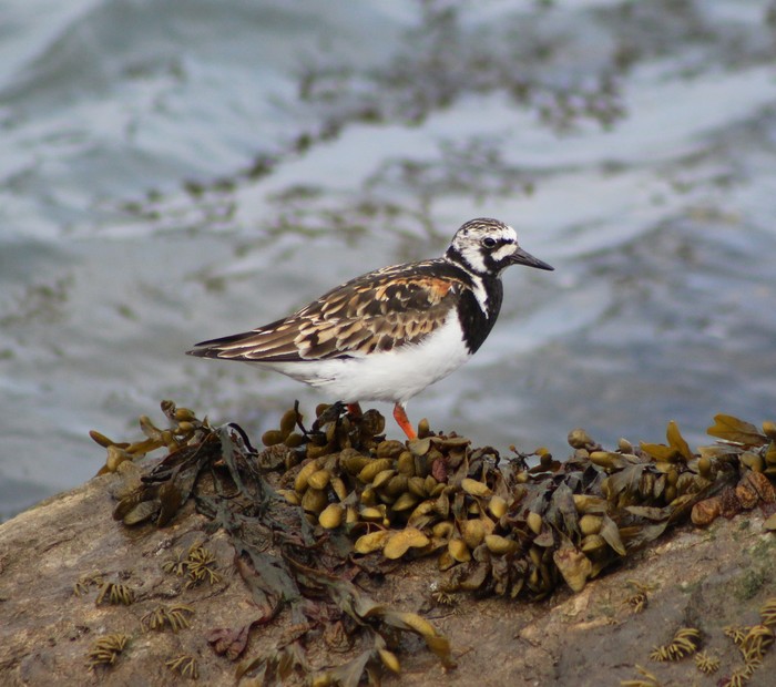 Turnstone