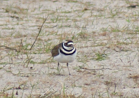 Killdeer