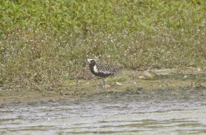Pacific Golden Plover