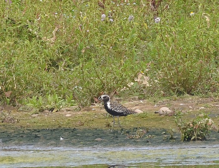 Pacific Golden Plover
