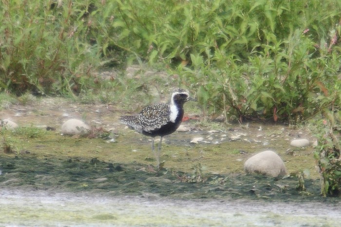 Pacific Golden Plover