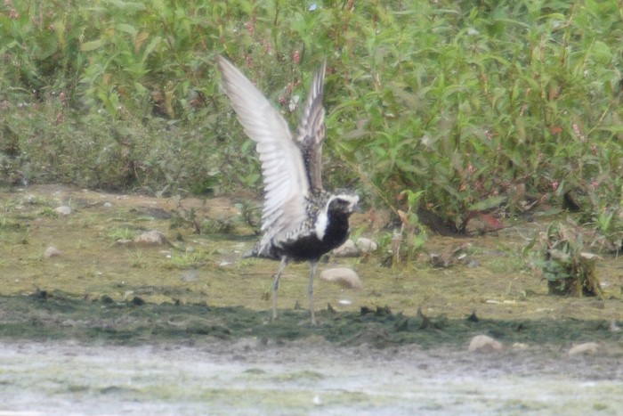 Pacific Golden Plover