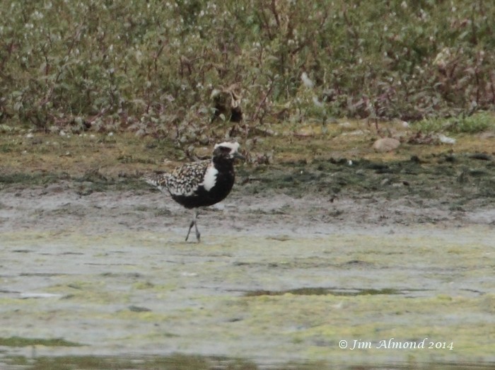 Pacific Golden Plover