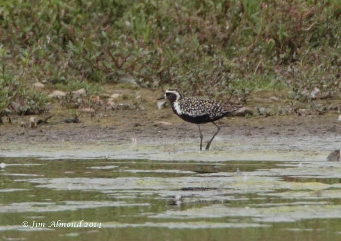 Pacific Golden Plover