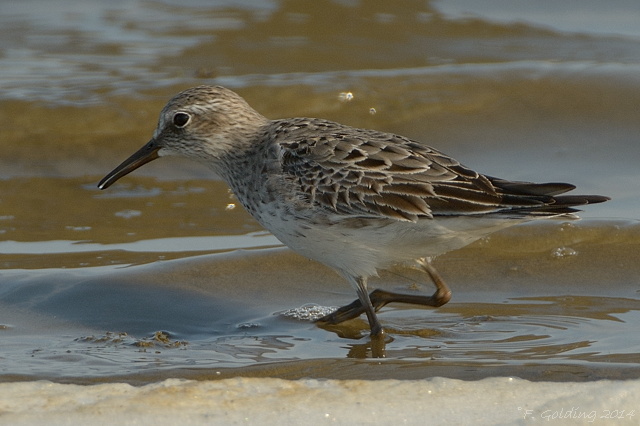 White-rumped Sandpiper
