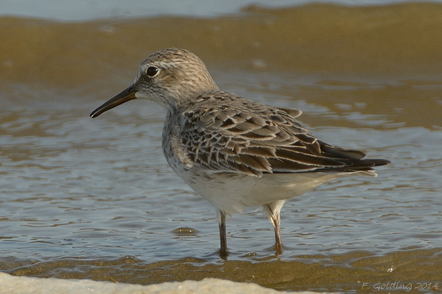 White-rumped Sandpiper