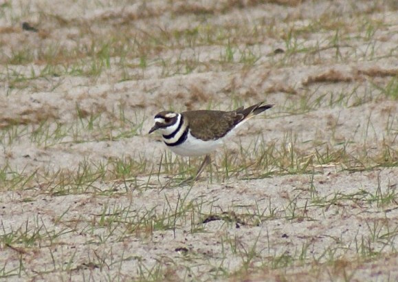 Killdeer