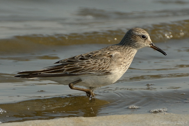 White-rumped Sandpiper