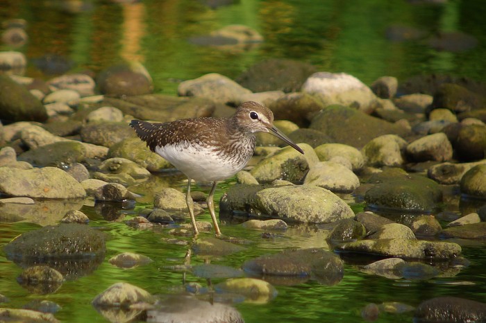 Green Sandpiper