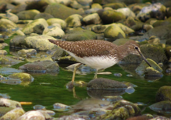 Green Sandpiper