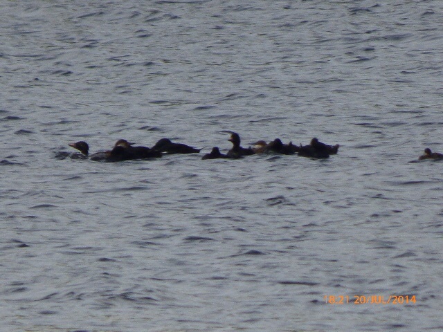 Common Scoter