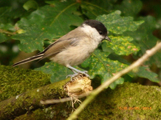 Marsh Tit