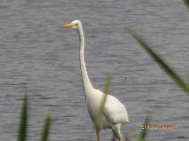 Great White Egret